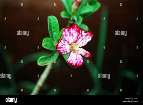 Indian Garden & Flowers Stock Photo - Alamy