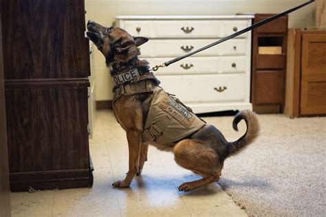 Como S K 9s Keep Paw And Order Como Magazine