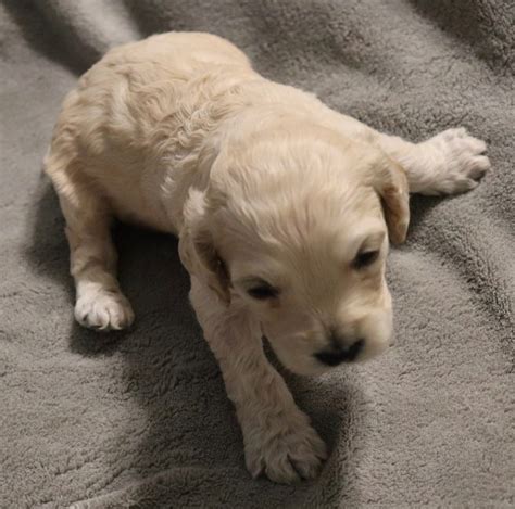 Available Puppies – Royal Australian Labradoodles