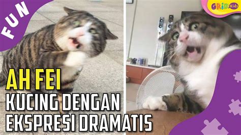 48+ Meme Lucu Kucing Tidur Terkini - Mymeku