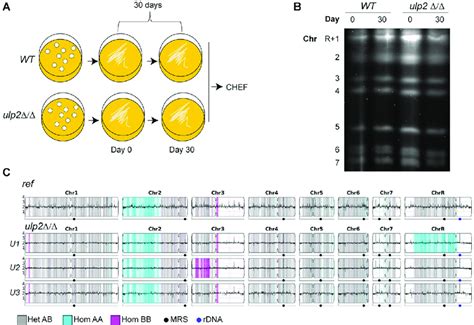 Karyotypic Changes Are Detected In The Absence Of ULP2 A Schematics