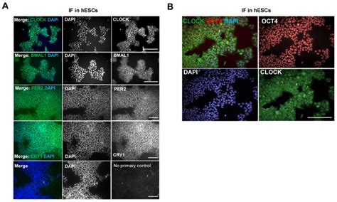 Expression Of Clock Proteins Are Readily Detectable In Hescs A