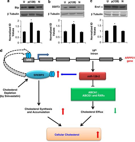 Western Blot Analysis Of Er Stress Induced Proteins Bip Ddit3 And