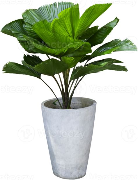 Green Leaves And White Plant Pots 9370174 PNG