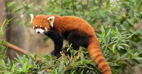 Red Panda Behavior - AnimalBehaviorCorner