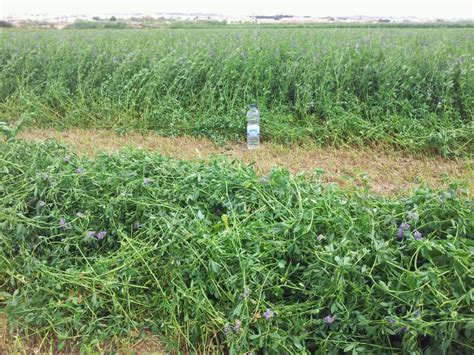 Las Bajas Temperaturas Y Las Lluvias Dejan A La Mitad Los Rendimientos