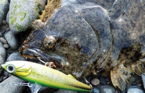 【河口でルアーを使いヒラメを釣る方法】釣り方、場所、人気おすすめ【ランキング】 趣味とネットビジネスのブログ