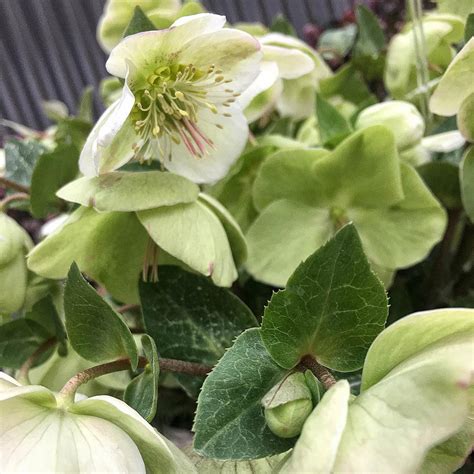 Spring Hill Nurseries 4 In Pot White Flowers Mollys White Lenten Rose