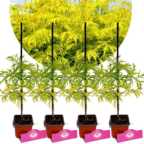 Set Van 4 Gele Vlier Sambucus Nigra Golden Tower Hoogte 25cm