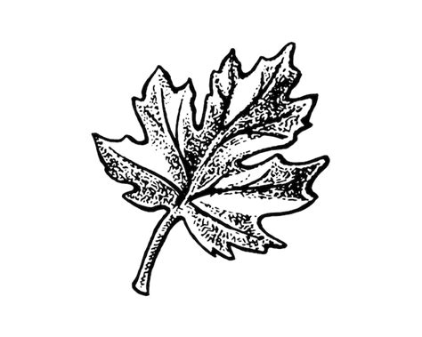 Premium Vector Maple Leaf Hand Drawn Sketch Illustration