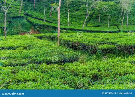 Tea Gardens Near Srimangal, Banglade Stock Image - Image of nature ...