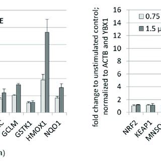 BCE Increases Antioxidant Gene Expression In HeLa And EA Hy926 Cells