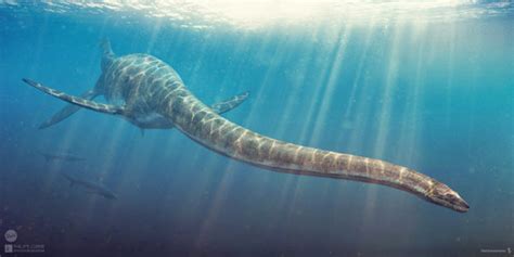 Plesiosauro Noi Dinosauri