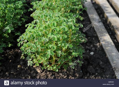 Oca Plant High Resolution Stock Photography and Images - Alamy