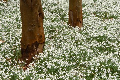 Where to see snowdrops: Best gardens in England and Scotland