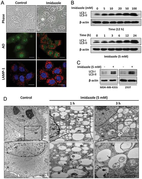 Imidazole Inhibits Autophagy Flux By Blocking Autophagic Degradation