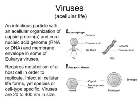 Environmental Microbiology Test 1 Flashcards Quizlet