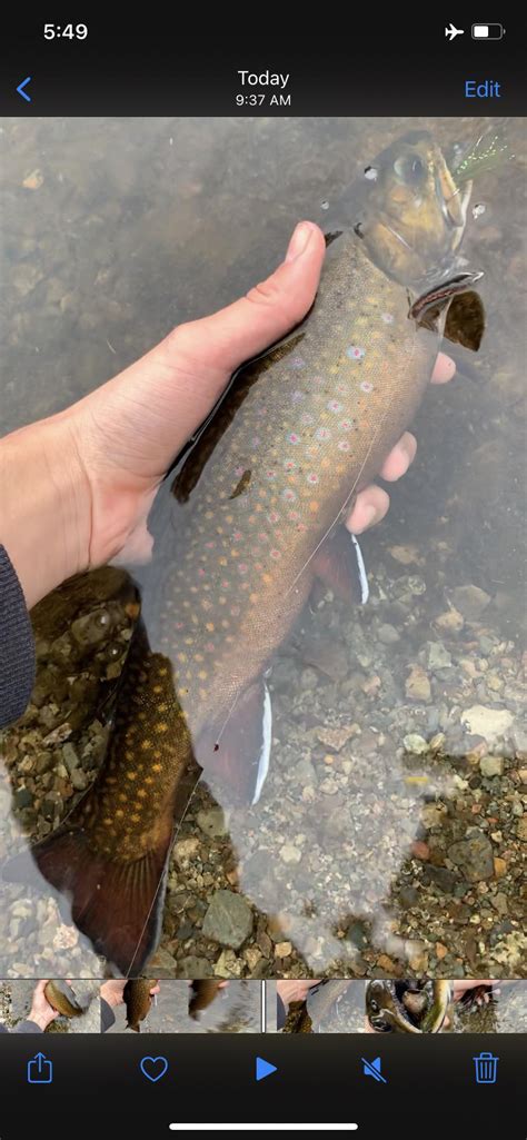 Sea Run Nova Scotia Brook Trout Caught On A Streamer R Flyfishing