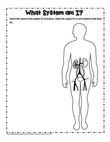 Excretory System Teaching Activity Worksheets