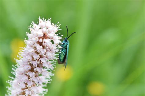 Ampfer Grünwidderchen Adscita statices 1 Ampfer Grünwi Flickr