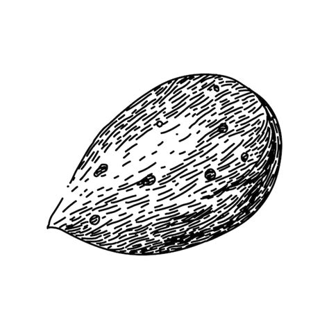 Premium Vector Almond Nut White Sketch Hand Drawn Vector