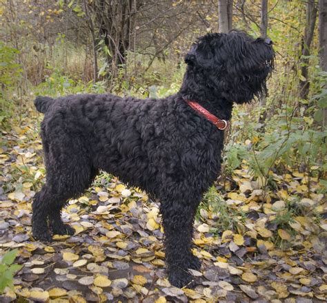 Black Russian Terrier Full Profile History And Care