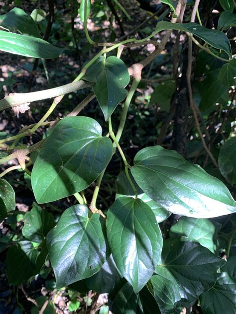 Australian Pepper Vine From Bellingen Nsw Au On May At