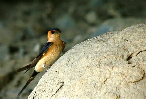 Birds Of Algarve 26 Must See Migratory Bird Species