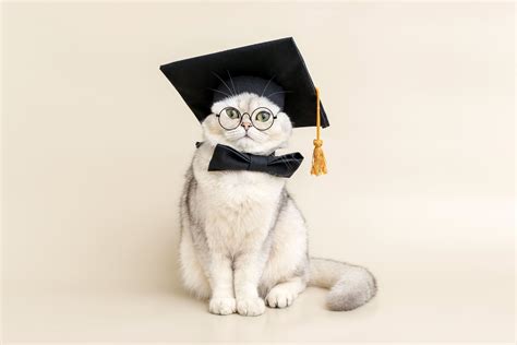 Famous Cats: Unveiling the Stories Behind Legendary Names
