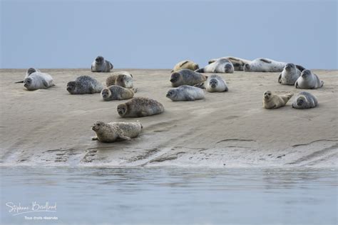 Photographier Les Phoques En Baie De Somme Photos De La Baie De Somme