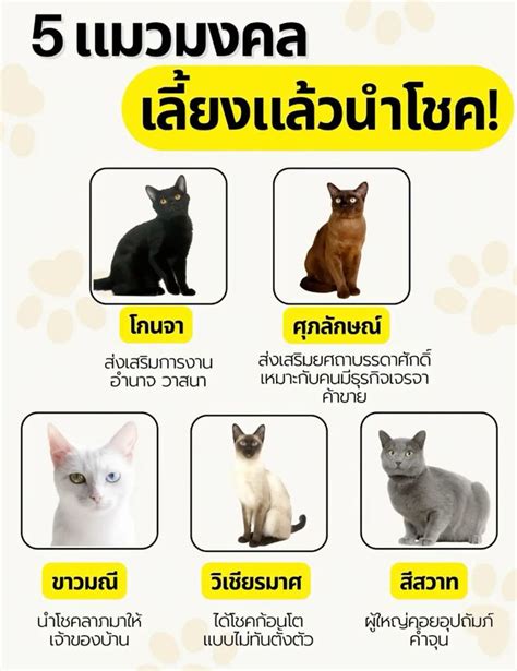 Learn about different types of cats in Thai language | ใช้ชีวิต, สัตว์
