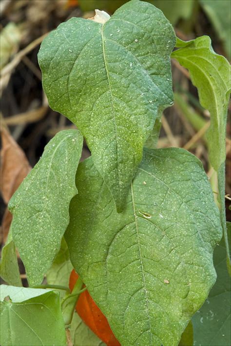 Genus: Physalis (ground-cherry): Go Botany