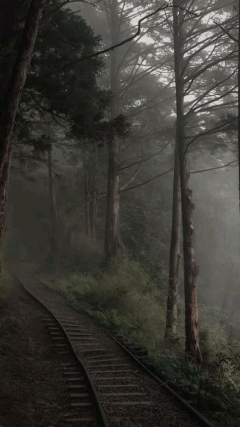 forest core paesaggi sfondi sfondi estivi