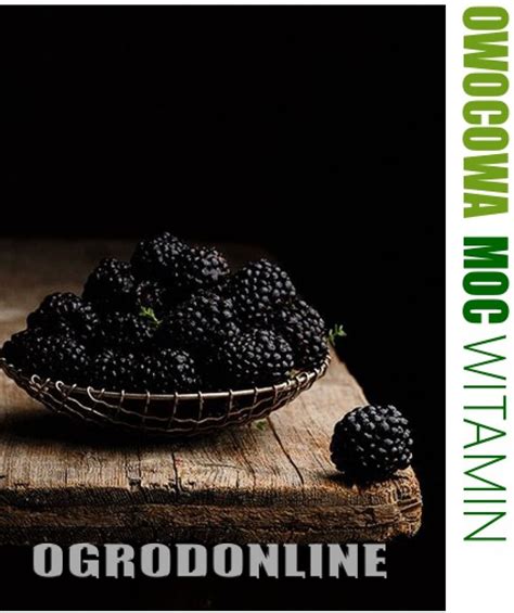 Malina 'Black Jewel' - - Rośliny owocowe