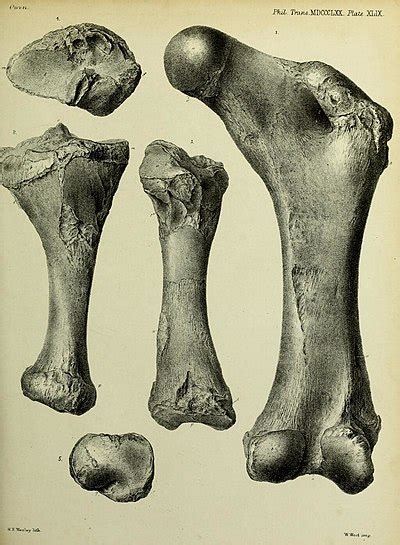 Diprotodon - Wikipedia