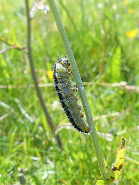 Large white butterfly caterpillar preparing to pupate, Aughinish, June 2017. | Insekten