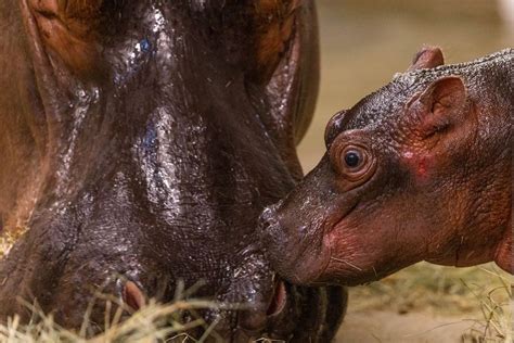 This Baby Hippo Was Just Born In The Dallas Zoo — See The Adorable