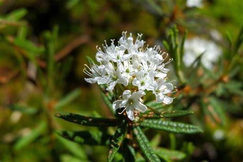 Types Of Flowers In The Arctic Tundra Best Flower Site