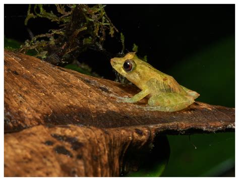 Pristimantis Sp Pichincha Province Ecuador Joseph Beck Flickr