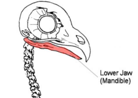 PIGEON (skeletal system) Flashcards | Quizlet