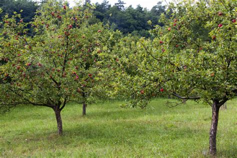 Appelboom Snoeien Tips Tuinpraat Be