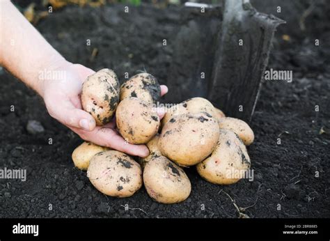 La Cosecha De Patatas Ecol Gicas En Manos Del Agricultor El Agricultor