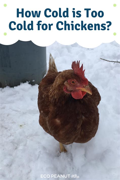 How Cold Is Too Cold For Chickens Eco Peanut Chicken Coop Winter