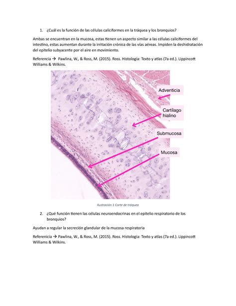 Preugntas Histología vvvv Cuál es la función de las células