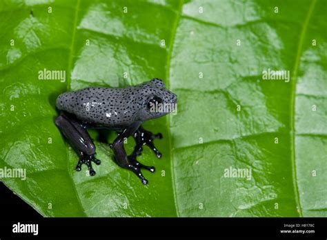 Mapa Treefrog Hyla Froglet Geographica En La Hoja El Parque Nacional