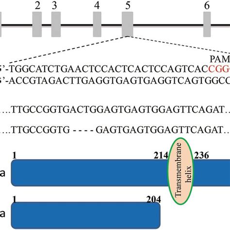 Generation Of Il R Mutant Zebrafish With The Crispr Cas System A