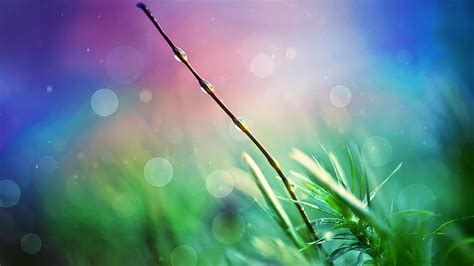 Grass Macro Blur Bokeh Hd Nature Macro Blur Grass Bokeh Hd Wallpaper Wallpaperbetter