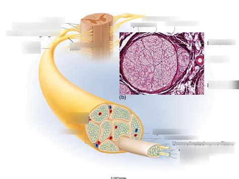 Spinal Nerve Diagram | Quizlet