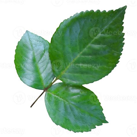 Rose Leaves Transparent Png