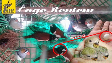 Zebra Finch Breeding Cage Setup Youtube